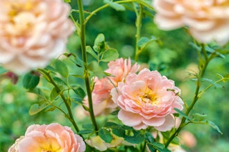 Knowing and Growing Roses: An Overview - Blended